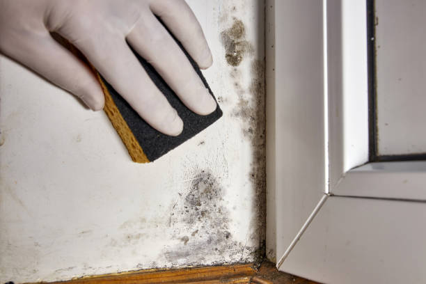 Best Residential Mold Inspection & Testing  in Delavan, IL